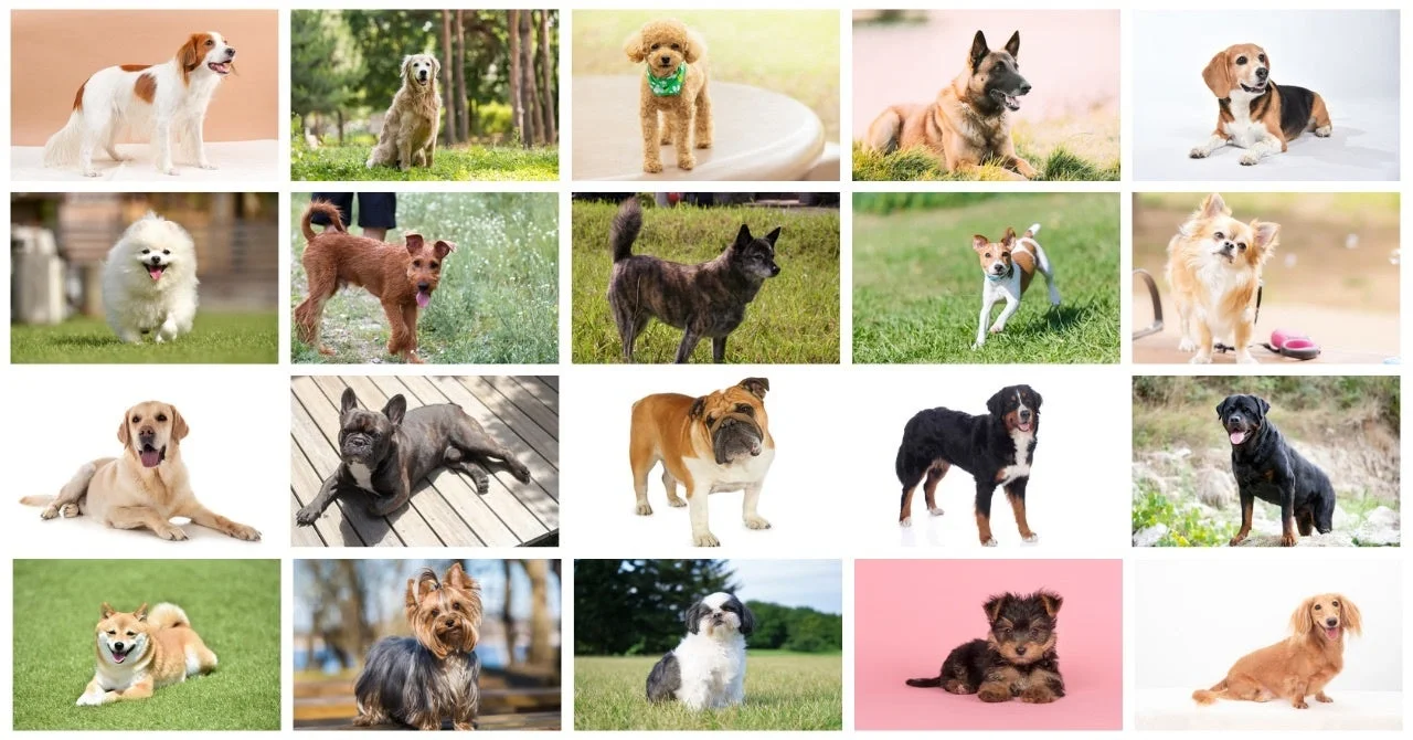 様々な犬種の子犬から成犬までのコラージュ画像
