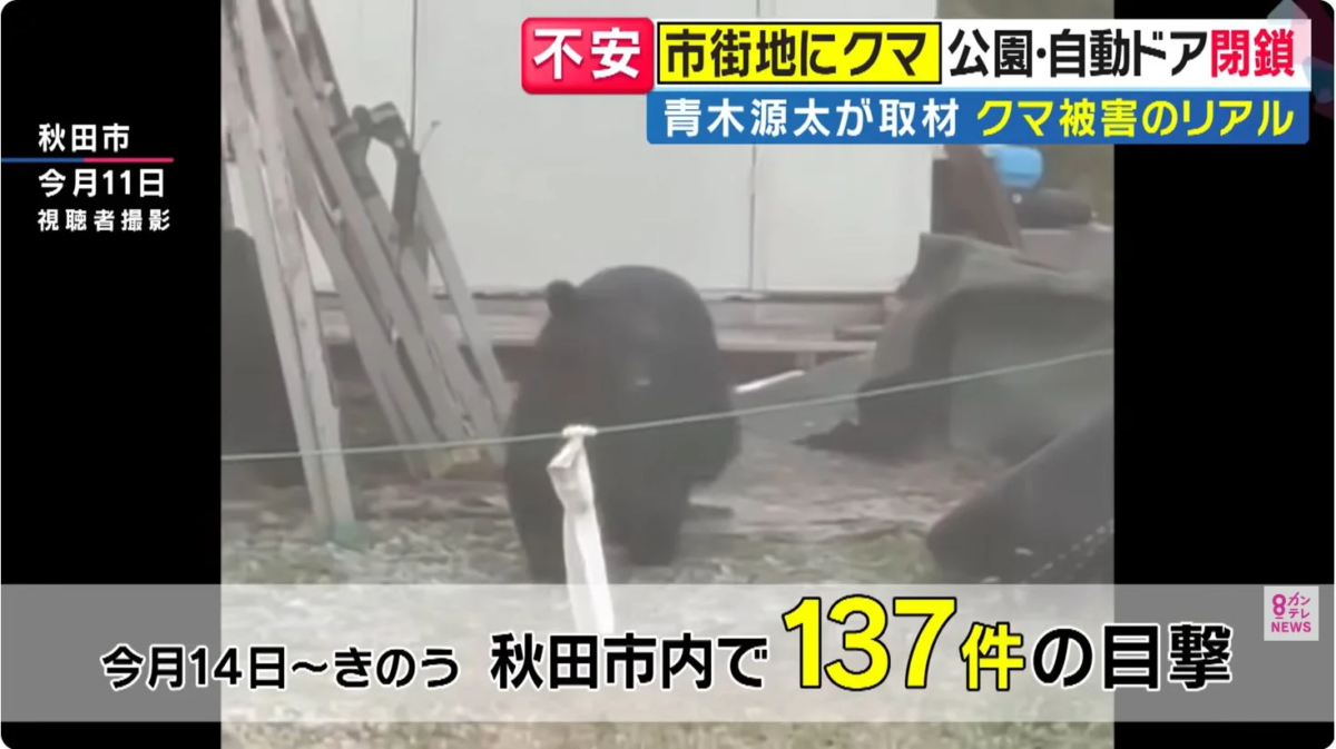 秋田市で市街地にクマが出没し、公園閉鎖や自動ドア停止などの影響が出ており、不安が広がっているニュース映像。今月14日までに137件もの目撃情報が報告されている。