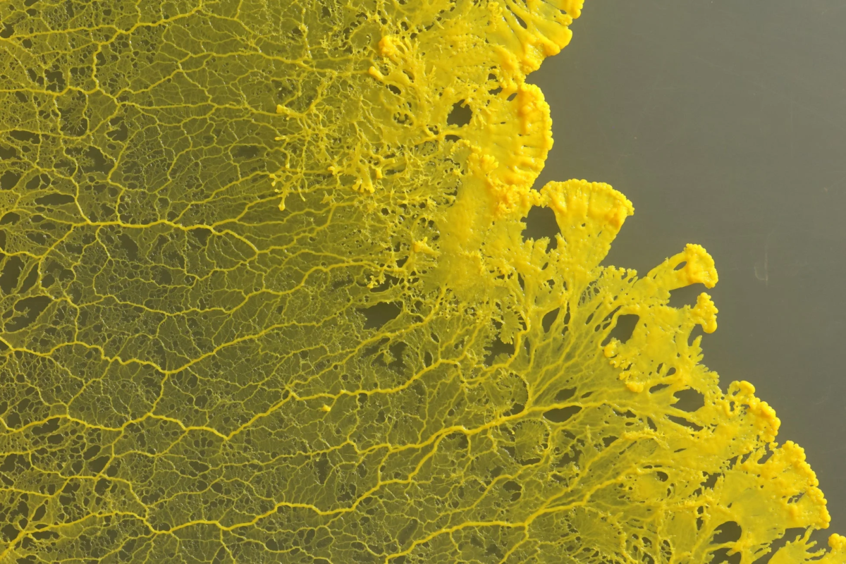 鮮やかな黄色の粘菌