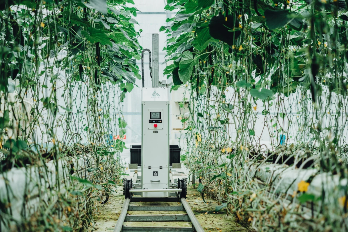 温室で栽培されているキュウリなどの作物の中で、レール上を移動する農業用ロボットが写っています。