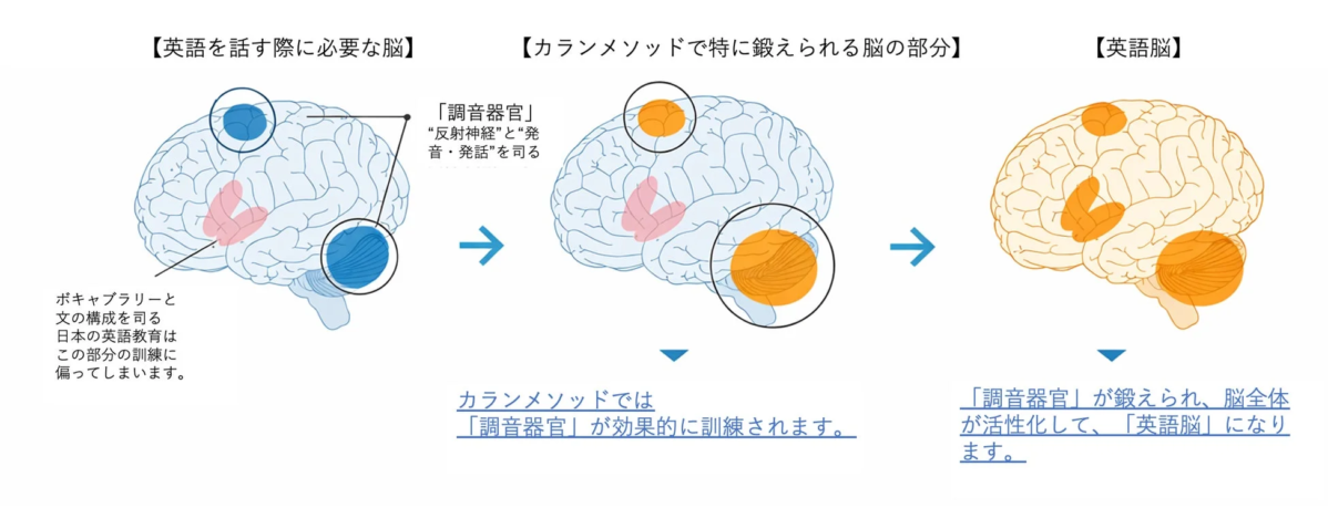 英語を話す際に必要な脳の図