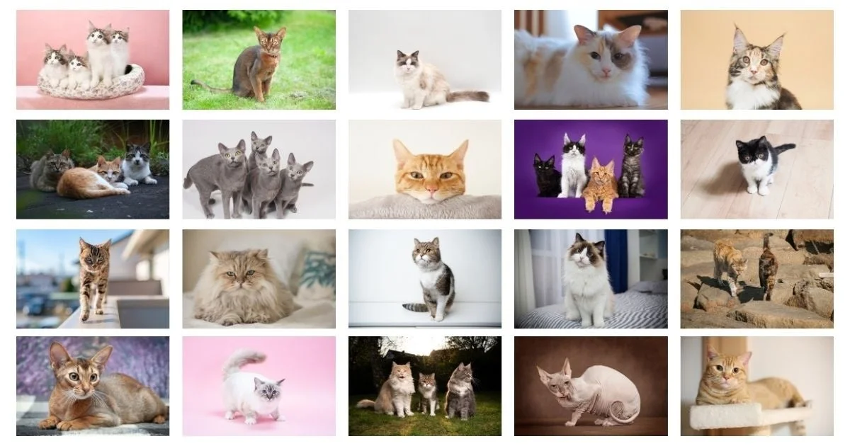 様々な種類の猫の写真を20枚集めたコラージュ画像