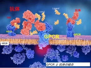 細胞膜上のGPCRと抗体の結合
