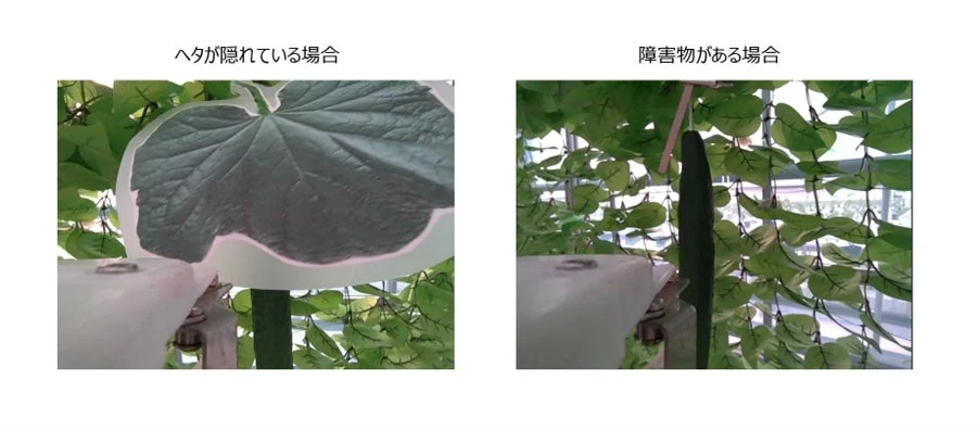 きゅうりの栽培で起こりうる二つの状況を比較した画像です。左はヘタが葉に隠れている場合、右はきゅうりの成長を妨げる障害物がある場合を示しています。