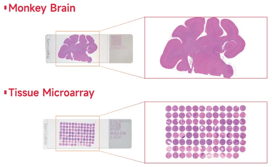 サル脳組織と組織マイクロアレイの画像