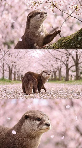 カワウソと桜
