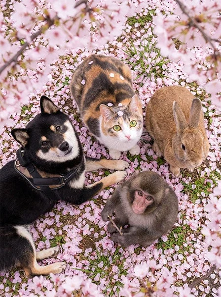 複数の動物と桜