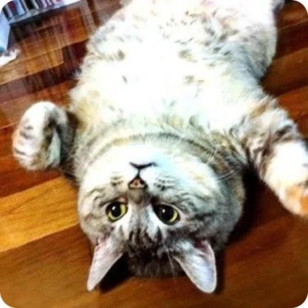 仰向けで横たわる猫の姿