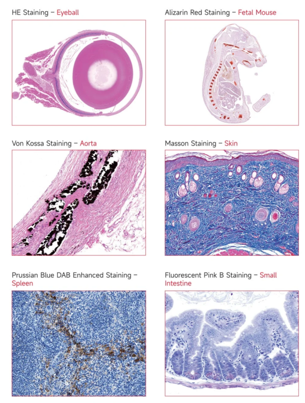 様々な染色方法で高忠実度を実現した画像