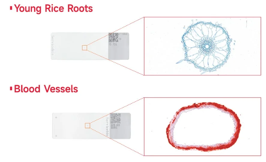 若いイネの根と血管の画像