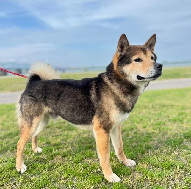 公園の芝生に立つ黒柴犬